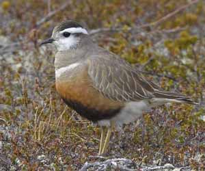 Хиазат (Урианхайн цагаанхиазат)